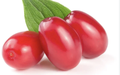 Il Corniolo, i frutti e la pianta